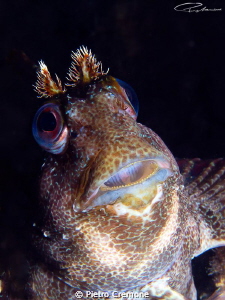 Praying blenny by Pietro Cremone 